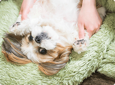 仰向けになった子犬