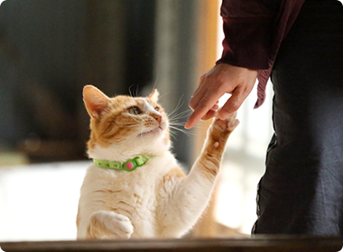 人の手で遊ぶ茶虎の猫